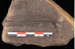 Foto (Detailansicht) von Myrica lignitum (Unger) Saporta (NHMW-GEO-2024-0188-0598)